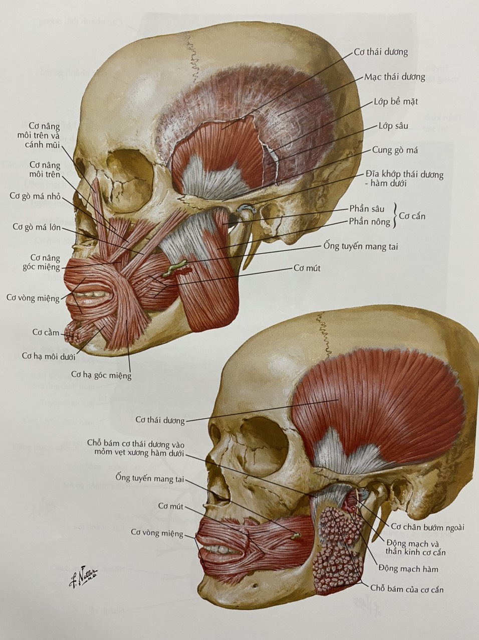 Loạn Năng Thái Dương Hàm