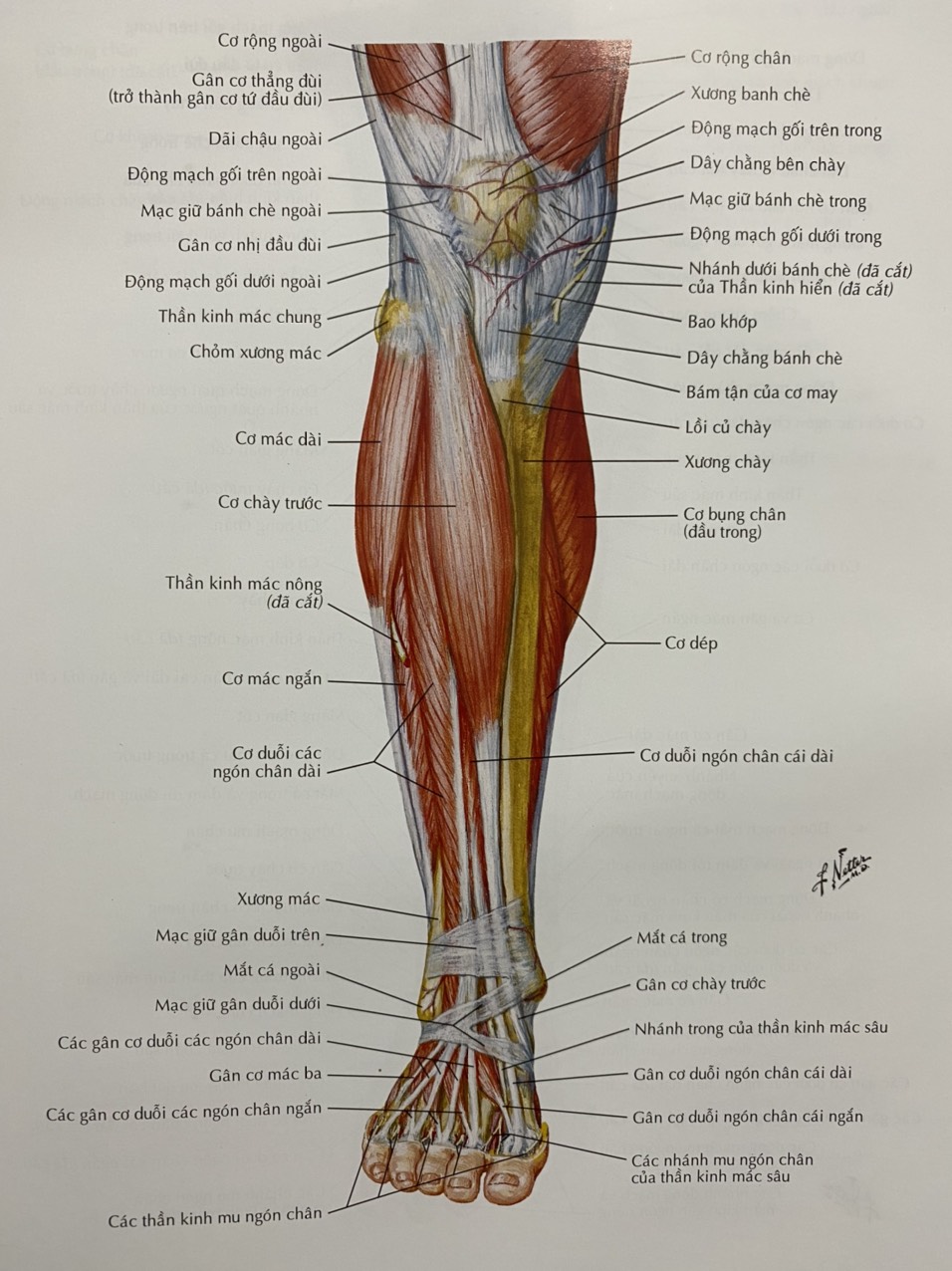 Tràn Dịch Khớp Gối