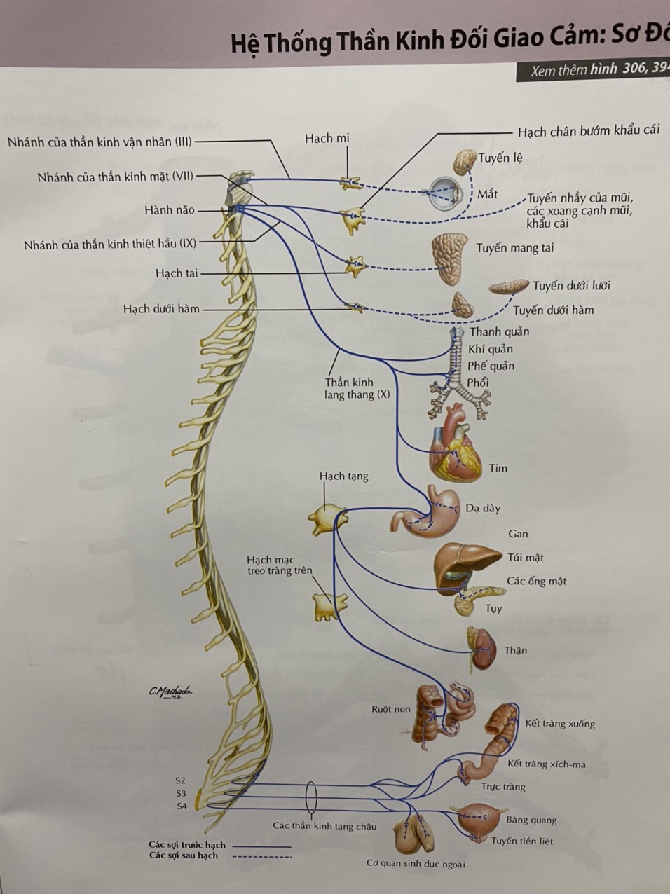 Những thói quen có thể gây nên Rối loạn thần kinh thực vât